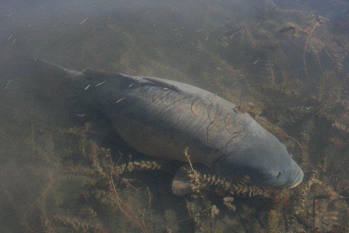 Crap de sete!!! :)  - 54374110200574886366712933100203n.jpg